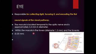 Basic Ophthalmology ,visual system. Dr. Boshra Elbayoumi.د.بشرى البيومي