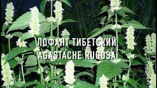 Лофант тибетский(Медонос и лекарственное растение ) | ПчелоСад