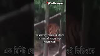 বন বিভাগের অফিসে আবার বাঘ, ভিডিও করলেন বনরক্ষী