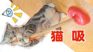 New posture of the cat! Cute pet cat hits the toilet and sucks (really sucks cat!)