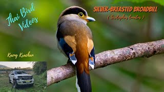 Birds.  Birding Kaeng Krachan Thailand with the Silver-breasted Broadbill (Serilophus lunatus)