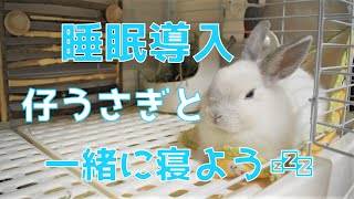 【睡眠導入】仔うさぎと一緒に寝よう！寝る前に是非！#23