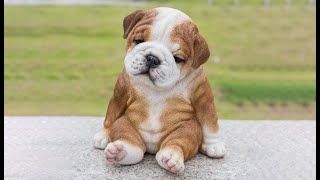 AWW CUTE BABY ANIMALS Videos Compilation Funniest and cutest moments of animals - OMG So Cute #32
