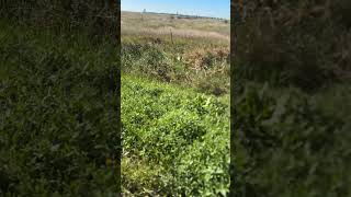 Nebraska still has pheasants! #hen #pheasant #hunting #pheasanthunting  #nebraska