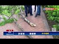 台中路樹突斷裂 猛砸路過騎士2人傷－民視新聞