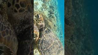 🔴Coral Reefs of Gili Trawangan #gilitrawangan #turtle #turtles #reels #reef #travel #travelvlog