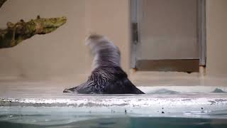 鳥羽水族館 ラッコ キラちゃん気付く「重い時はこうやって回れば良くない？」