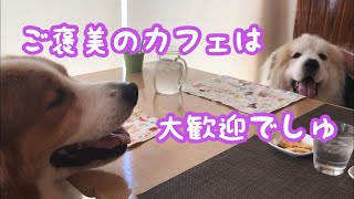 《ご褒美カフェタイム》グレートピレニーズ ピレバニ greatpyrenees