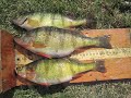 lake sundance yellow perch netting