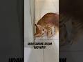 Sini kalau berani #cat #catlover #kucinglucu #videolucu #fyp #fypviral