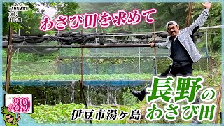 【わさび田を探せ！】伊豆市湯ヶ島シリーズ前編！「長野のわさび田」にバイクロケに行ってきました！【わさびチャンネル39/バイクロケ】