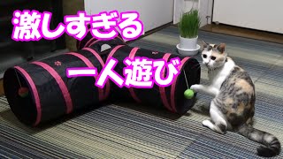 猫の激しすぎる一人遊び　The cat of excitement in toys