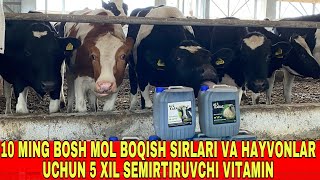 10 MING BOSH SIGIR BOQISH SIRLARI VA SUTI KO'PAYISHI UCHUN FOYDALI VITAMILAR