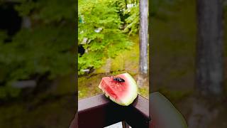 【夏の軽井沢】スイカを置いてたらクワガタさん来た🍉（リスちゃんも来た🐿️）