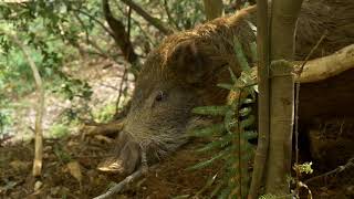 2018年11月2日 片桐邦雄 生け獲り KUNIO KATAGIRI capture the wild boar alive _ Nov 2nd 2018