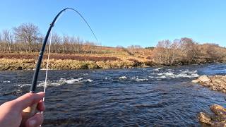 Spring Salmon - Gratefully Accepting a Second Chance! (April 2026)