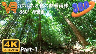 【癒し系】　360° VR動画/ Part-1 : ボルネオ島の熱帯雨林（サラワク州クチン）落ち着く森の音　野鳥の鳴き声　虫の音　安眠　瞑想　リラックス　目覚め