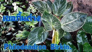 ฟิโลเบอกิ้นด่าง Philodendron Birkin. #Philodendronbirkin #ฟิโลเบอกิ้น