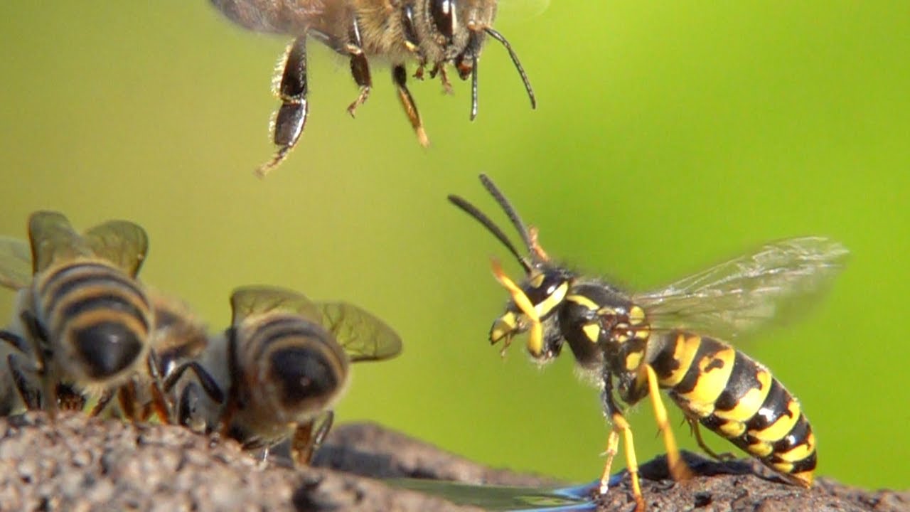 Honey Bees + German Wasps Dispute. Honigbienen + Wespen Streiten - YouTube