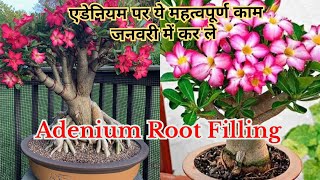 Adenium ki Root Fillling Kaise kare | How To Do Adenium's Root Filling | Most imp. work on adenium