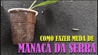 COMO FAZER MUDAS DE MANACÁ DA SERRA ATRAVÉZ DA ESTACA