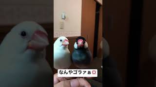 文鳥夫婦の日常　#Shorts #文鳥 #鳥