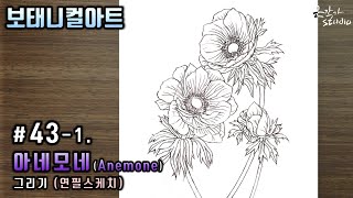 Anemone Drawing | 아네모네 스케치와 전사과정 | Botanical Art 꽃그림 배우기 43-1