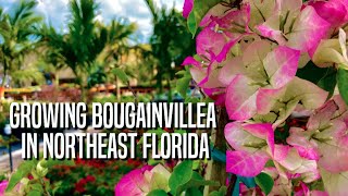 Growing Bougainvillea in Northeast Florida