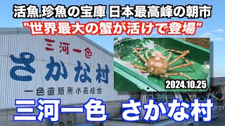 【三河一色さかな村 世界最大の蟹が活けで登場 活魚,珍魚の宝庫 日本最高峰の朝市】あばお 海鮮ちゃんねる #300 2024.10.25