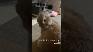 うさぎのラッキー🐰