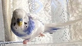 セキセイ男子(熟年) 長兄と末弟の水浴び💦✨末っ子のジャマをしない長男エライ😂 #budgies #birds