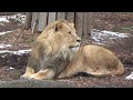 ライオン 東山動植物園 2025年１月10日のレグルスとルナの様子　lion regulus and luna on january 10 2025（higashiyama）