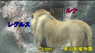 [ライオン][東山動植物園] 2025年１月10日のレグルスとルナの様子　Lion Regulus and Luna on January 10, 2025（Higashiyama）