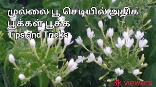 முல்லை பூ  செடியில்  அதிக பூக்கள் பூக்க Tips and Tricks ||How to grow a mullai poo plant in Tamil