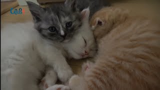 아기 고양이들의 낮잠. 힐링영상 (ENG SUB)