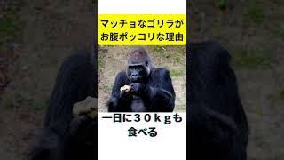 ゴリラがお腹ポッコリな理由#animals #shorts #gorilla #diet