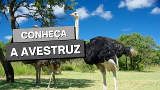 AVESTRUZ: Qual animal?