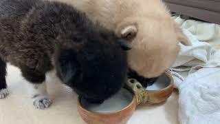 保護子犬の一と強二 お皿で食べるようになりました 2021.12.25