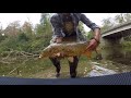 all fish over 10 pounds sight fishing for giant carp 4k