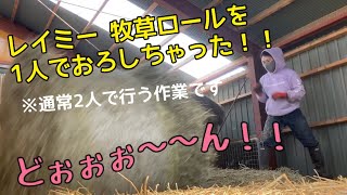 牧場作業/牧草ロール1人でおろしてみた❗️