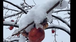 雪虫～今度逢えたら　　増位山太志郎