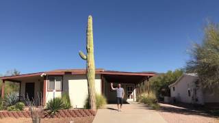 Biggest Saguaro Cacti on Earth! Arizona Saguaro National Park