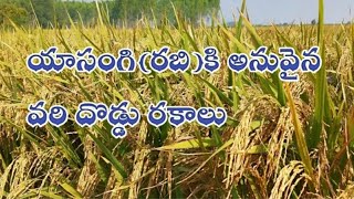 యాసంగి 2020 వేయదగ్గ వరి దొడ్డు రకాలు