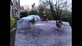 Feeding the birds this winter