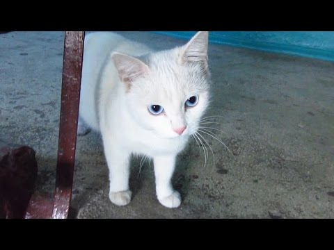 White cat with blue eyes waiting for me White cat with blue eyes waiting for me
