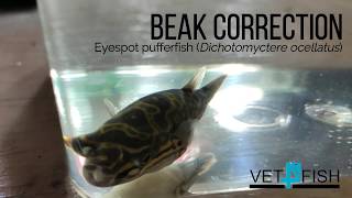 Eyespot pufferfish beak correction