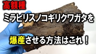 必見！高額種のミラビリスノコギリクワガタはこうすれば爆産します！