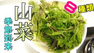 旬の山菜を食べ尽くせ！！４月下旬からの山菜祭り！