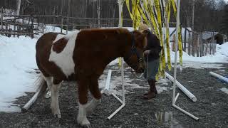 Hrimmi Advanced level 1 star walking Large pony March 2019