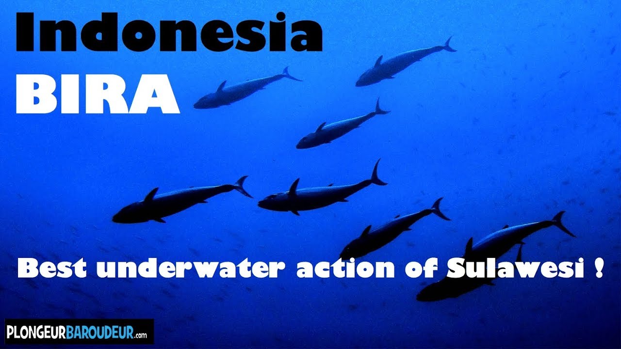 Best Diving Sulawesi Bira Indonesia - Plongée Bira Sulawesi - YouTube